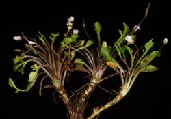 Cardamine exigua. Plant with stems and leafy rosettes.
 Image: P.B. Heenan © Landcare Research 2019 CC BY 3.0 NZ